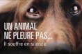 /album/galerie-photos/chien-pleure-jpg/